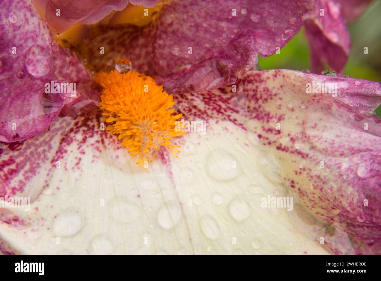Ive Got Rhythm Hi res Stock Photography And Images Alamy Ive got rhythm hi res stock photography and images alamy