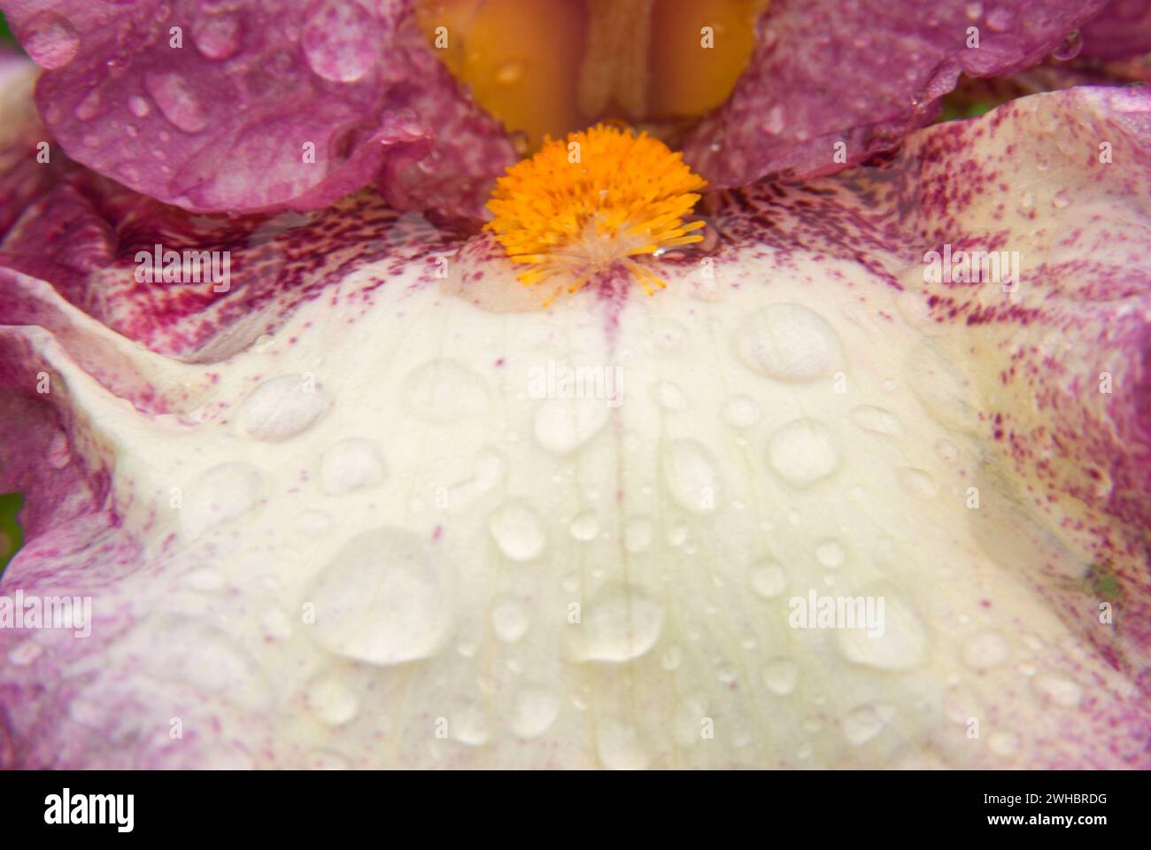 Ive Got Rhythm Hi res Stock Photography And Images Alamy Ive got rhythm hi res stock photography and images alamy