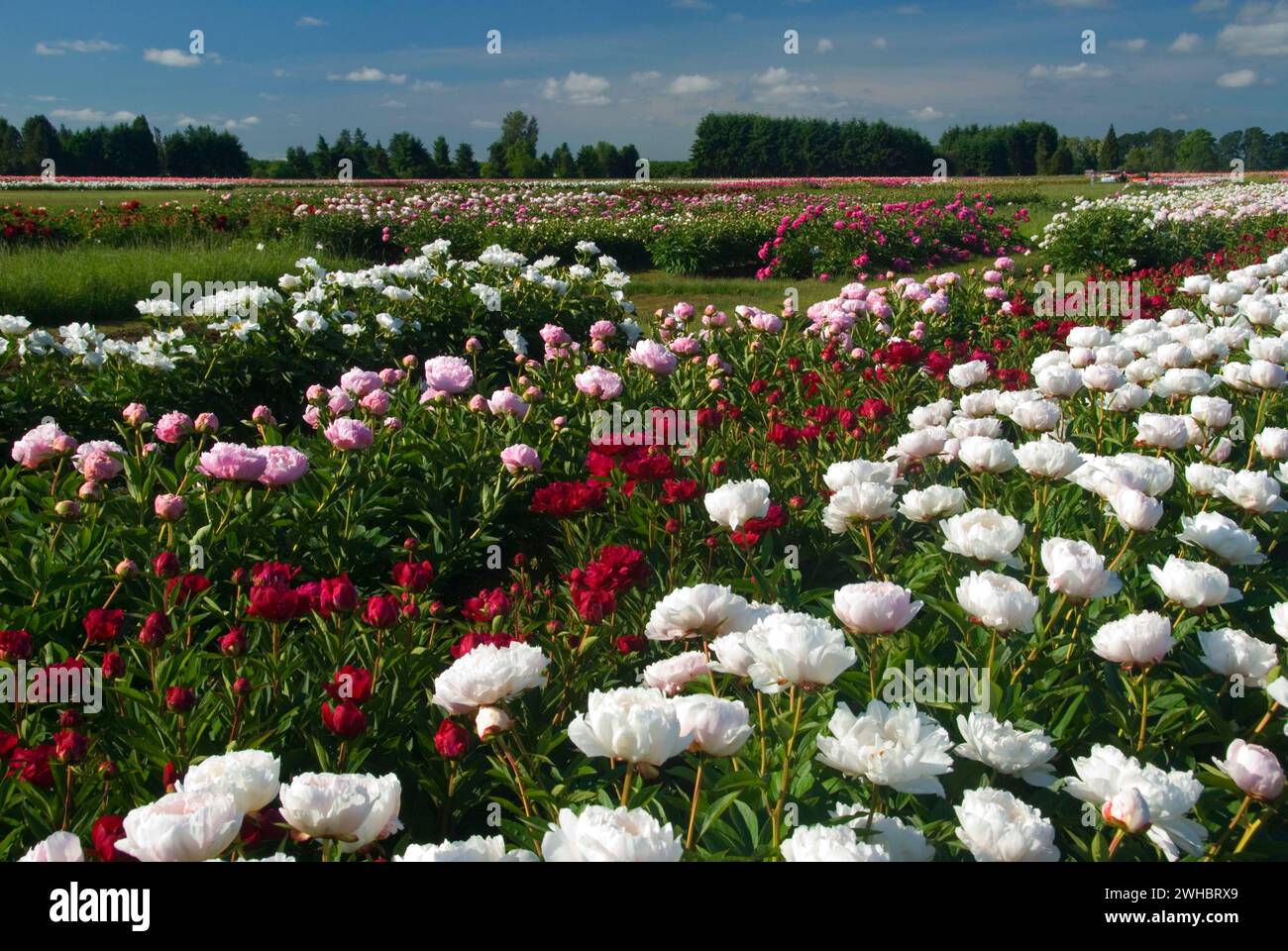 Peony field with Minnie Shaylor peony, Adelman Peony Garden, Brooks, Oregon Stock Photo