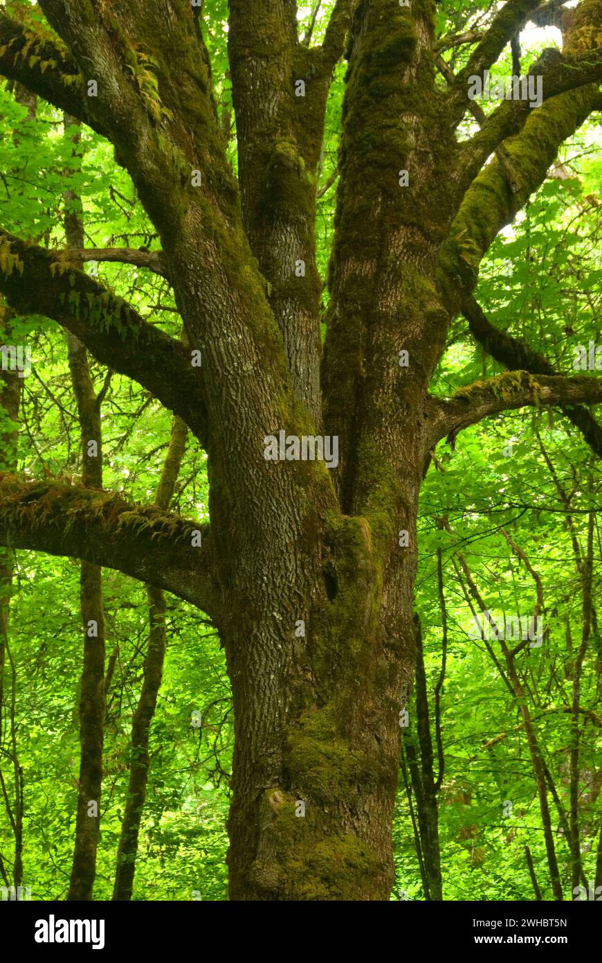 Bigleaf maple tree hi-res stock photography and images - Alamy