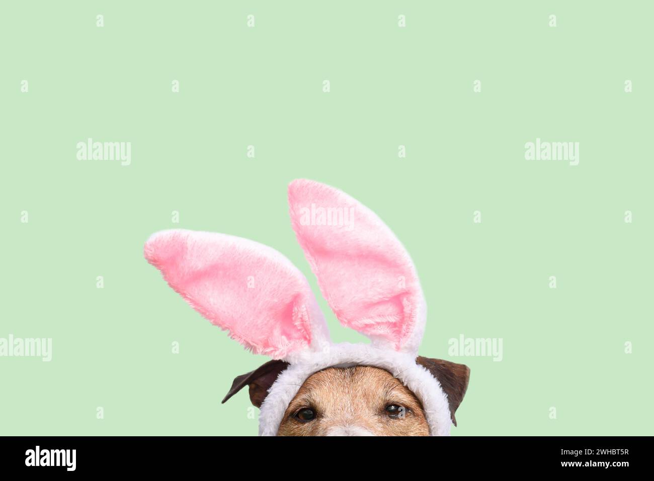 Easter background with dog wearing bunny ears costume Stock Photo