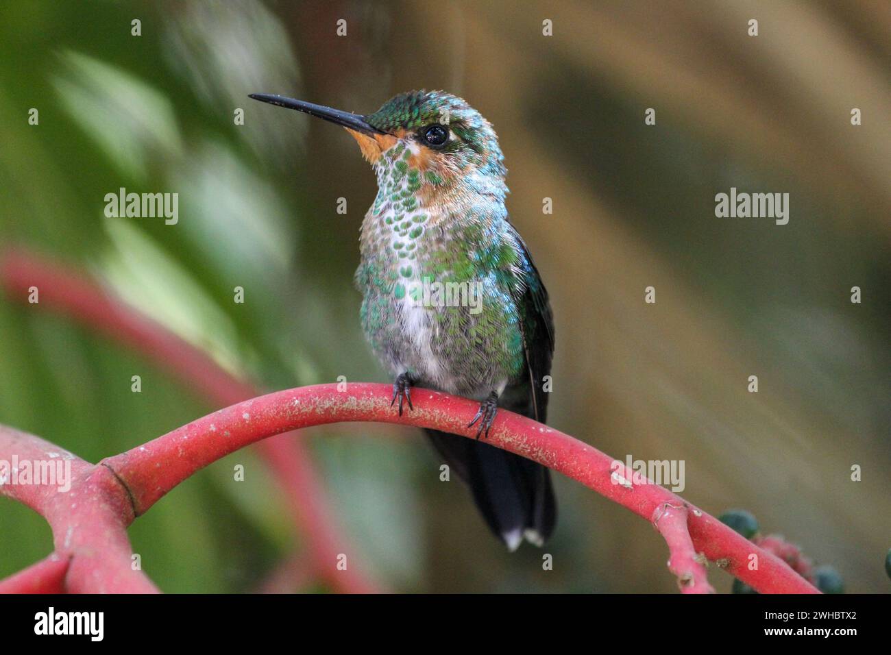 Female green crowned brilliant hummingbird perched on pink branch, Monteverde, Costa Rica Stock Photo
