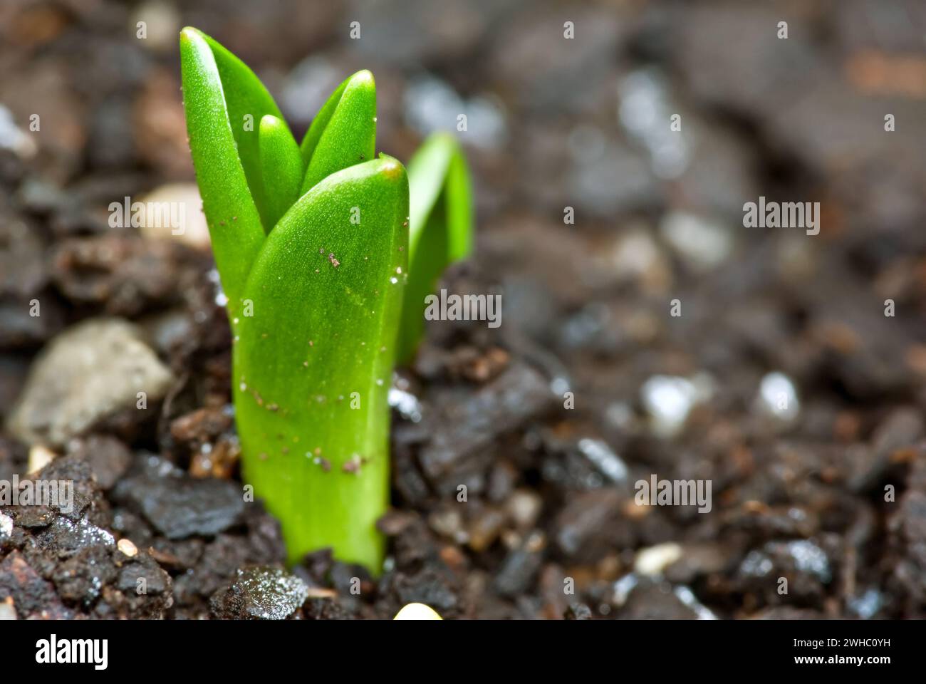 Little shoot of plant Stock Photo