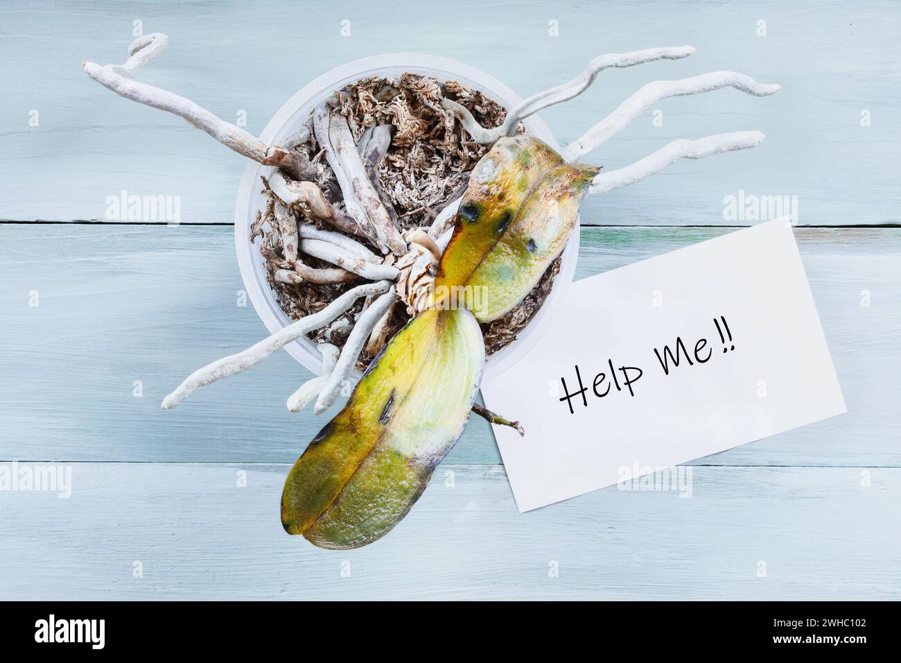 Sick and dying orchid house plant with wilted and damaged leaves due to over watering. Sign with 'help me' text. Table top view. Stock Photo