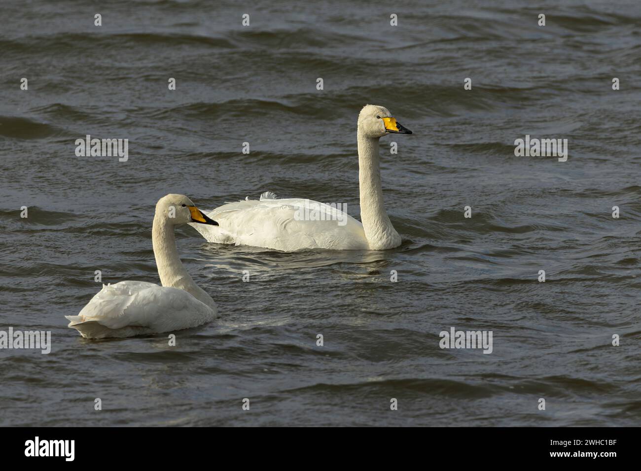 Whooper Swans Stock Photo
