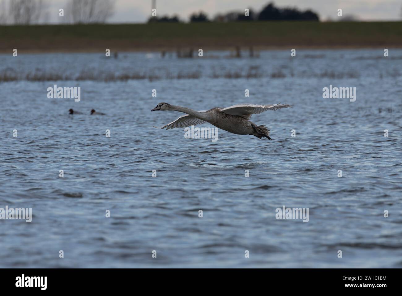 Whooper swan cygnet in flight over water Stock Photo