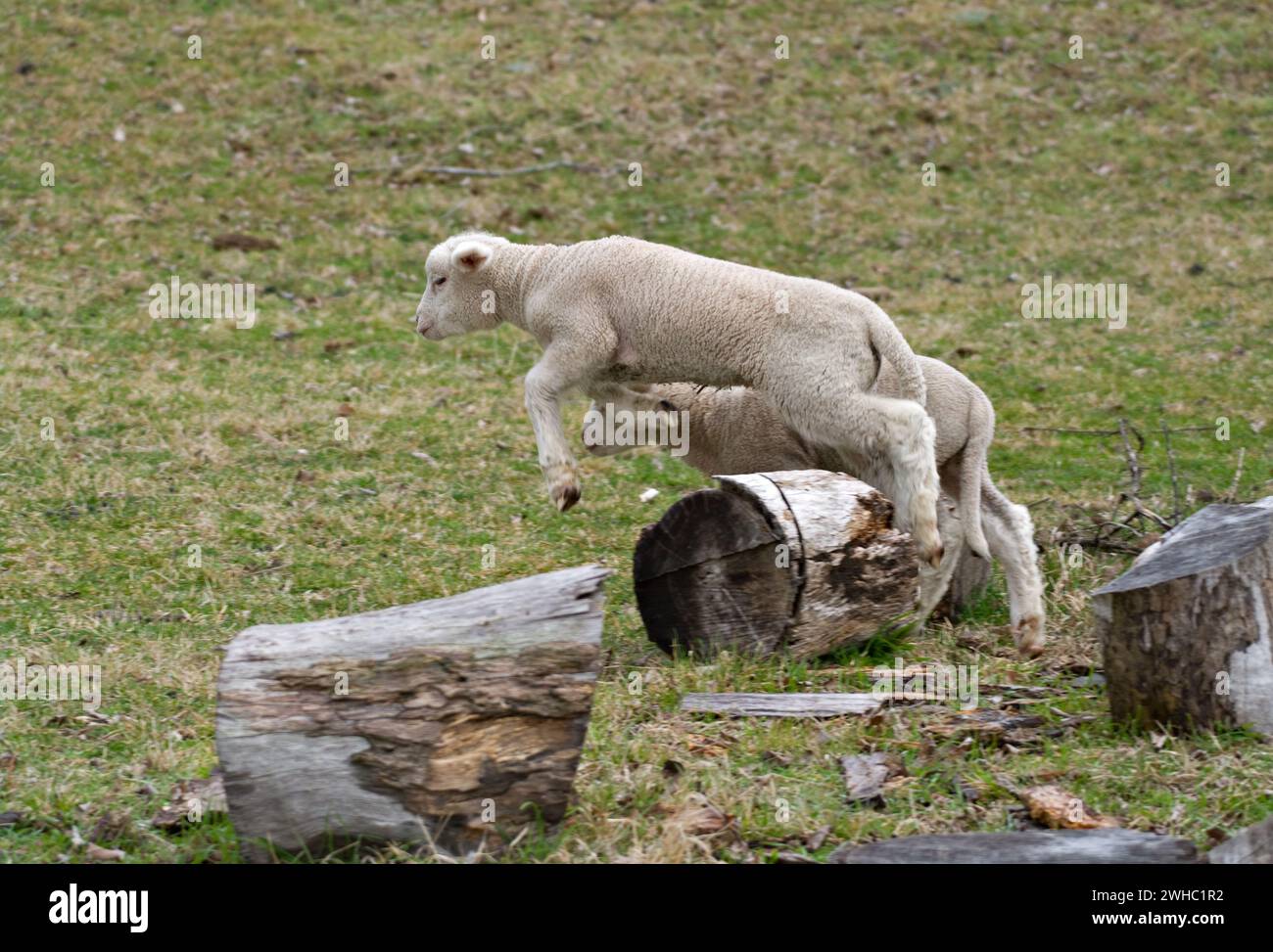 count these very cute and adorable few day old lambs jumping over a log ...