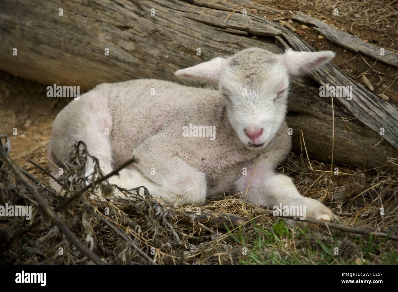 Sleeping lamb Stock Photo