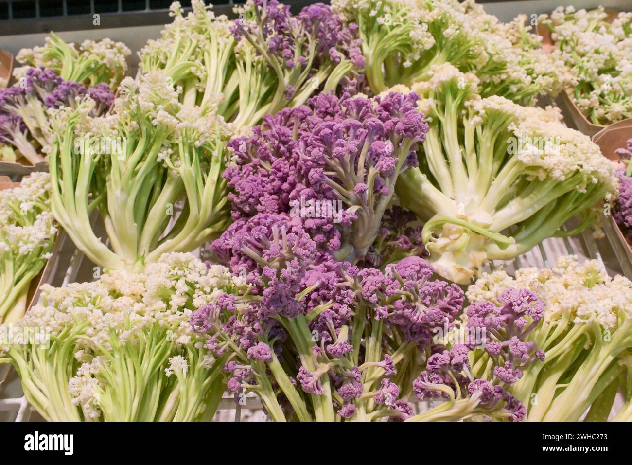 Berlin, Deutschland 07.- 09. Februar 2024: Fruit Logistica - 2024 Im ...