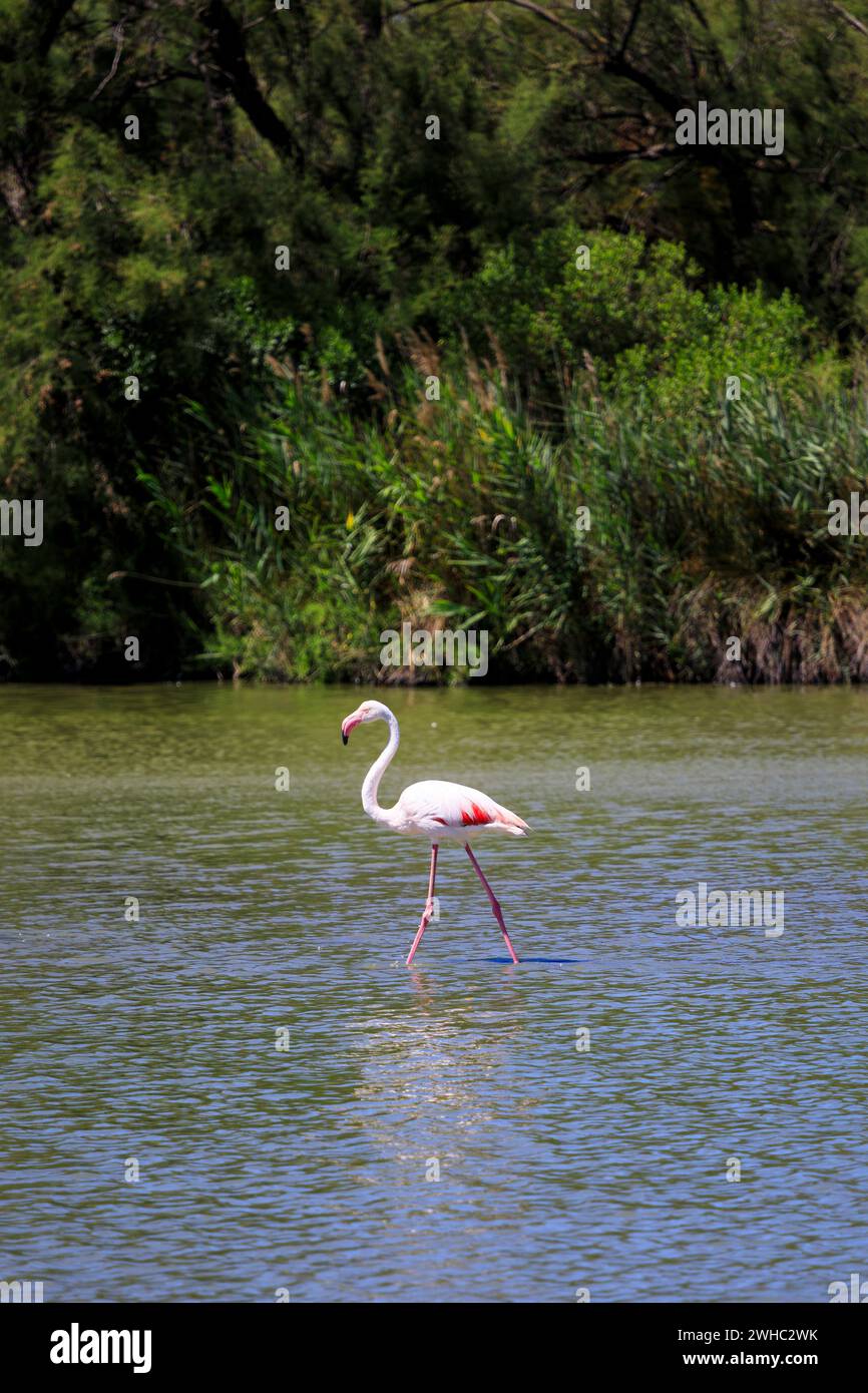 Flamingos in the Camargue, France Stock Photo