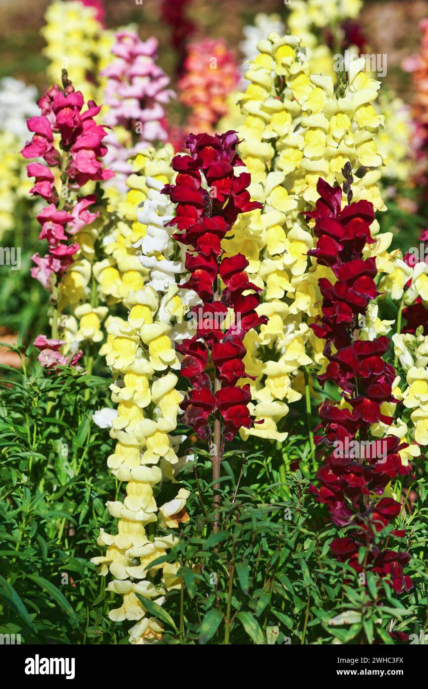 Beautiful snapdragon flowers Stock Photo