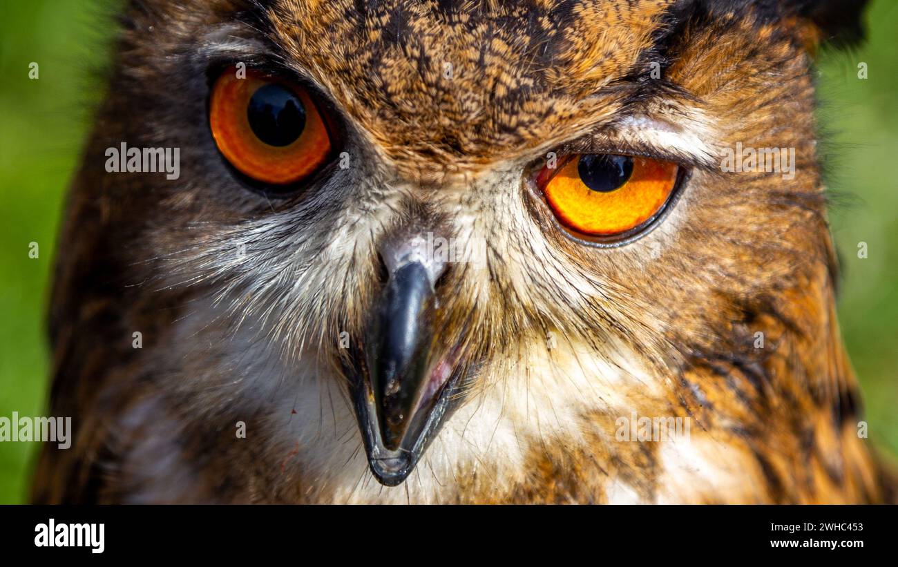 A close-up of the head of an eagle owl. Big eyes and a sharp beak of a bird of prey. Shot taken on a sunny day. Stock Photo