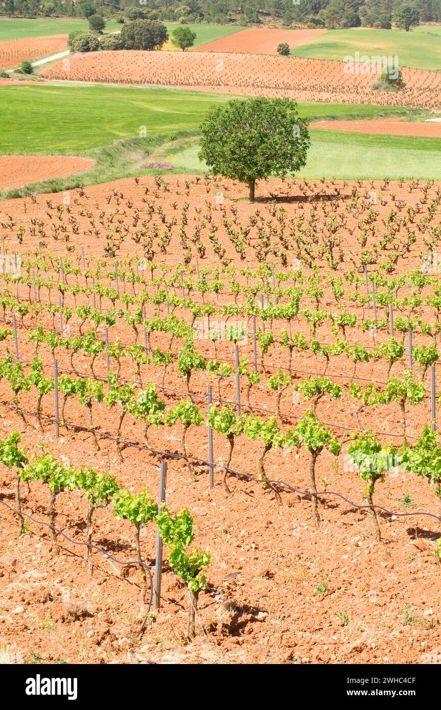 Vineyard. Cuenca province, Castilla La Mancha, Spain. Stock Photo