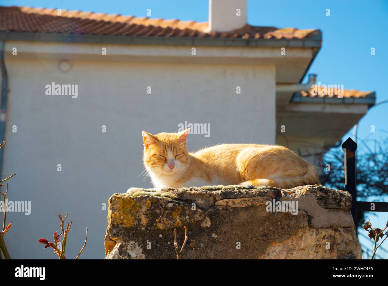Tabby and white cat sunbathing Stock Photo - Alamy
