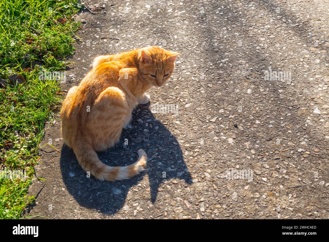 Tabby and white cat sunbathing Stock Photo - Alamy