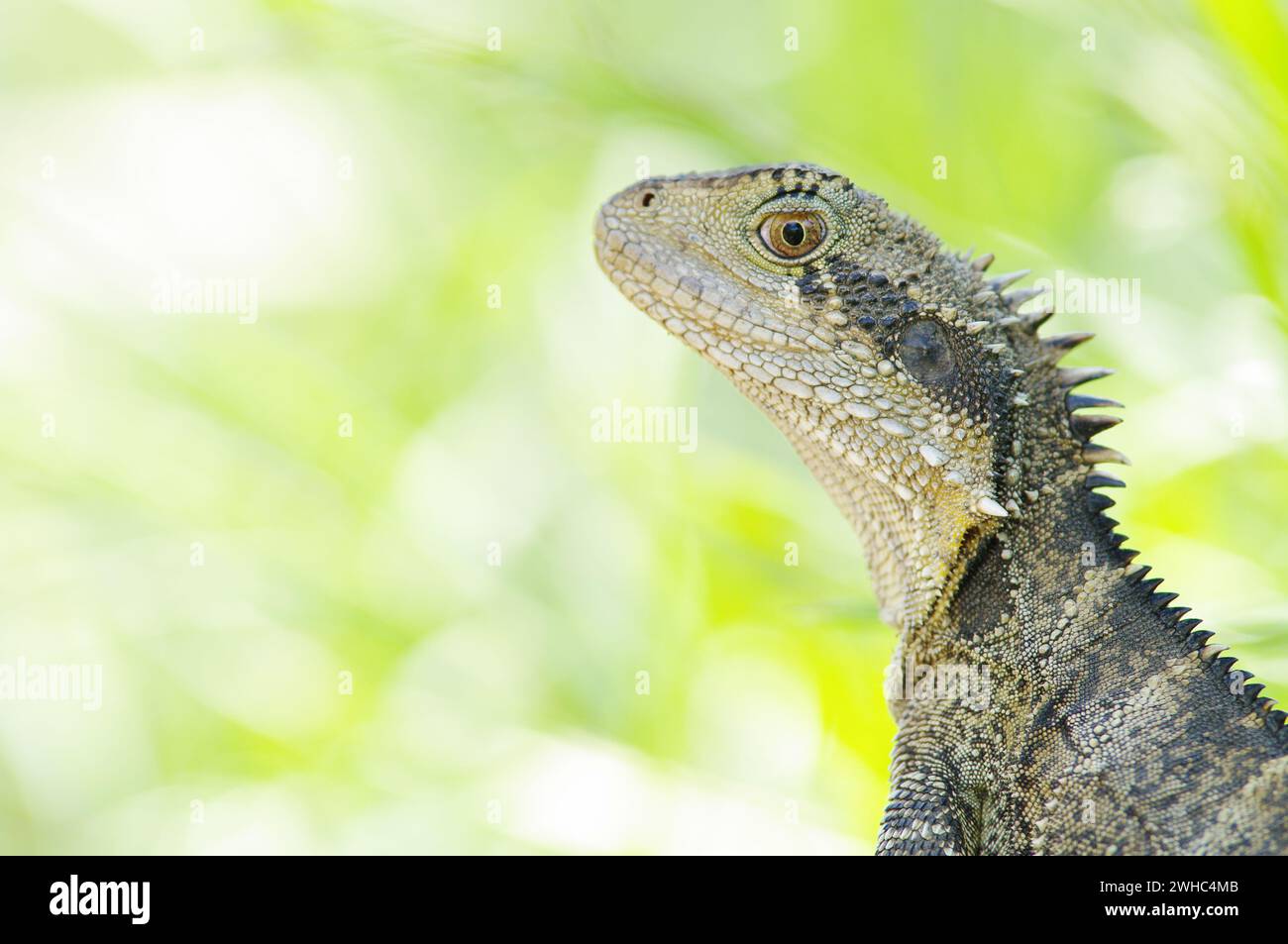 Great image of an australian eastern water dragon (Physignathus lesueurii lesueurii) Stock Photo