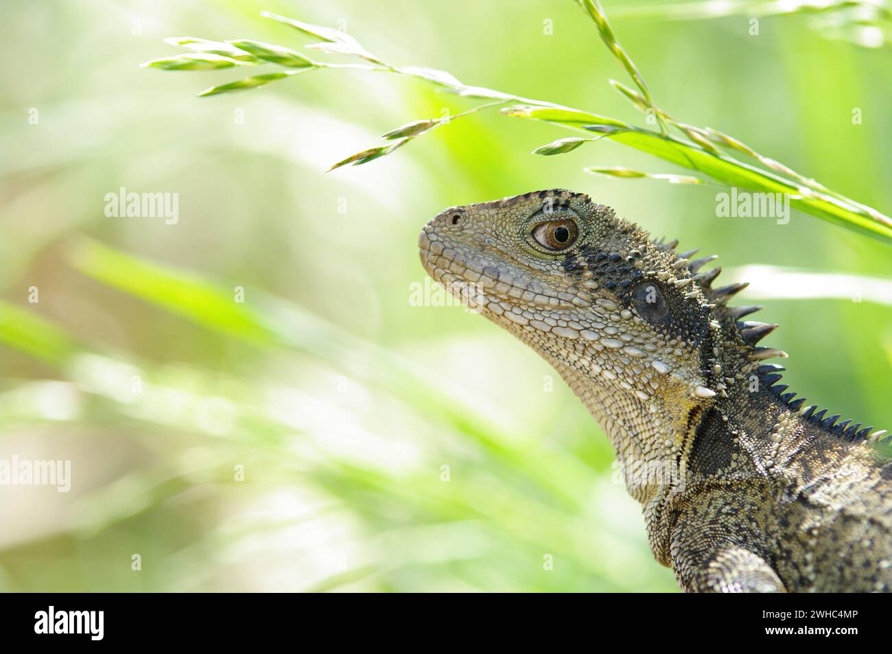 Great image of an australian eastern water dragon (Physignathus lesueurii lesueurii) Stock Photo