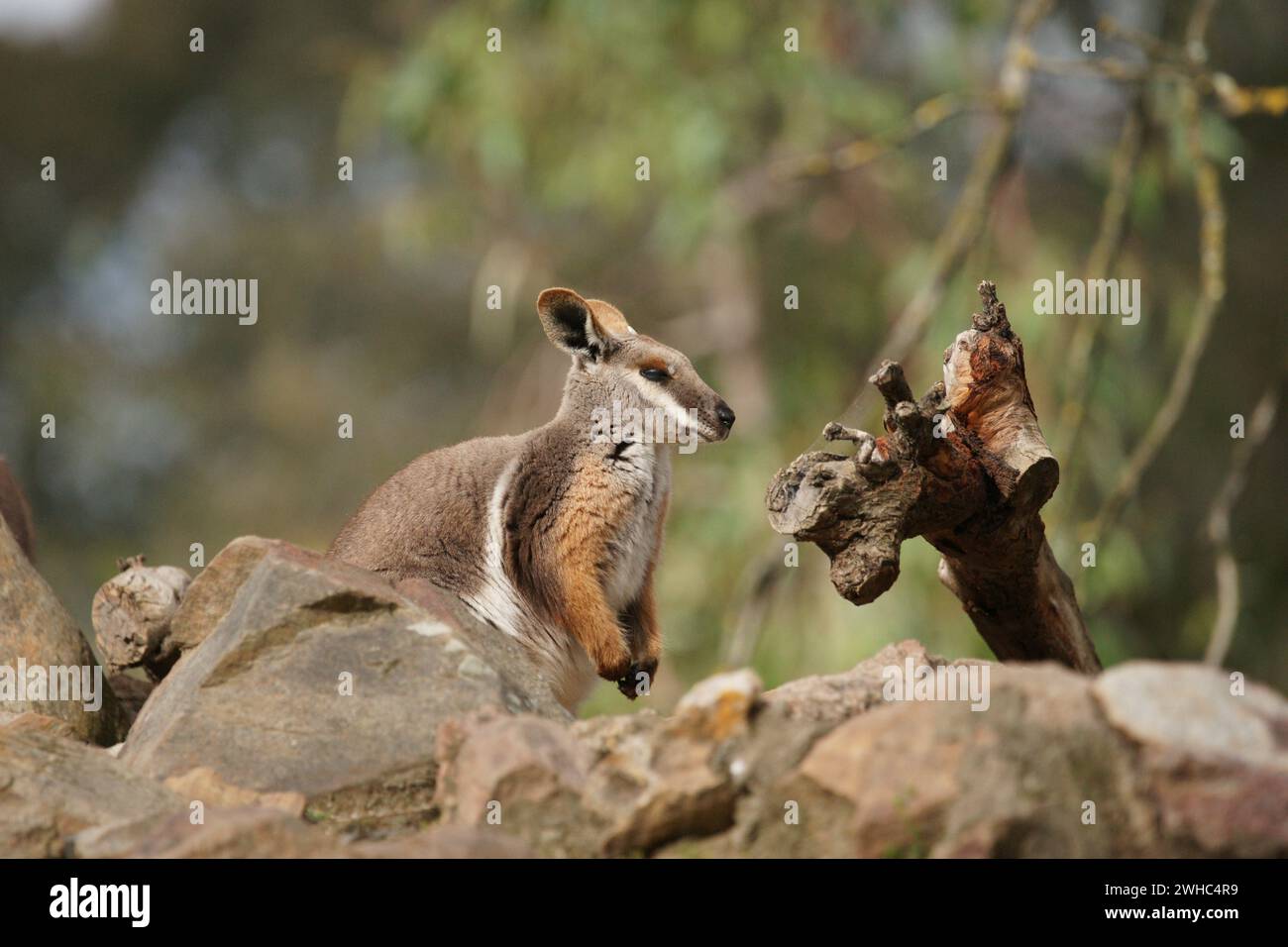 Yellow footed rock wallaby Stock Photo Alamy