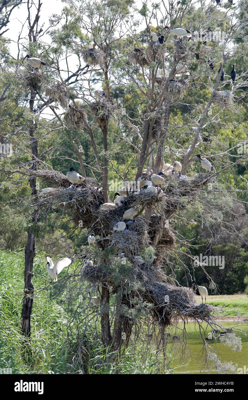 Ibis nests in tree Stock Photo