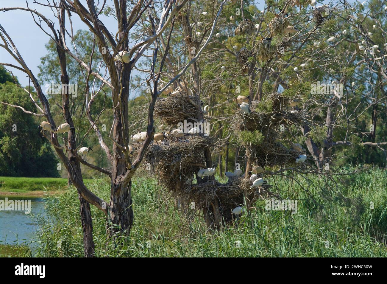 Ibis nests in tree Stock Photo