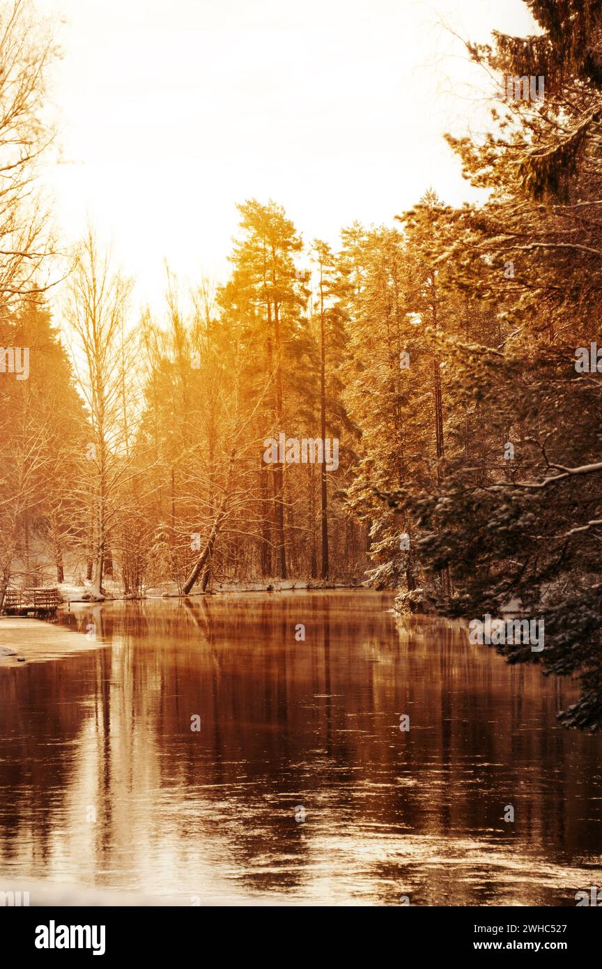 Golden sunset or sunrise light by small river in winter forest, Trees on the river shore light up with golden light during sunset or sunrise Stock Photo