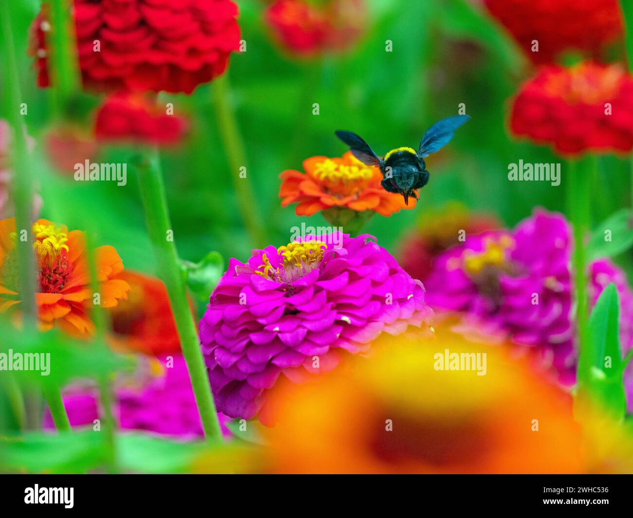 Carpenter bee Xylocopa pubescens feeding on Zinnia flowers in the Cape of South Africa Stock Photo