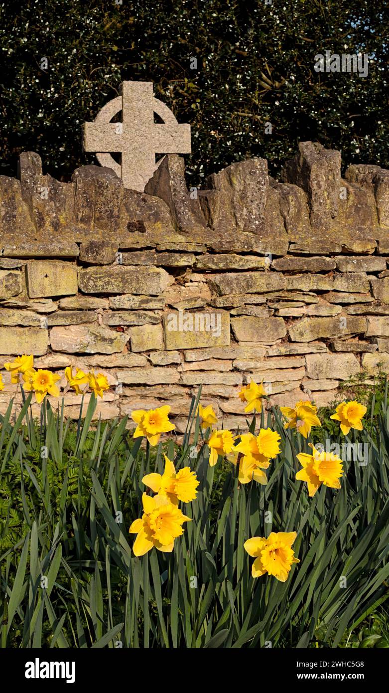 Sharnbrook, Bedfordshire, England, UK, springtime - Daffodils in bloom next to stone wall of a village churchyard, with Celtic cross headstone visible Stock Photo