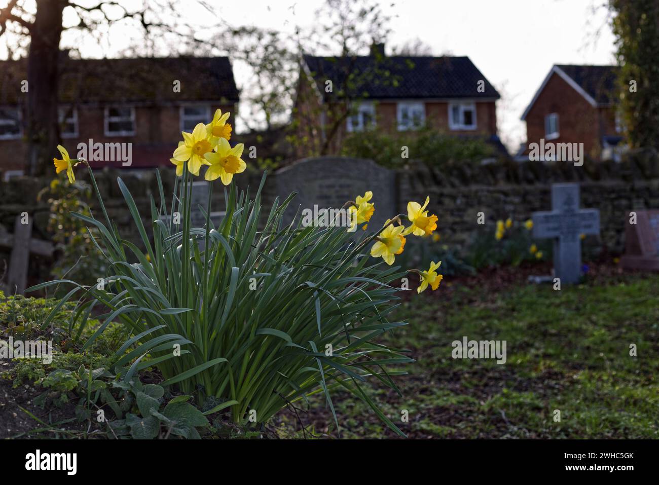 Sharnbrook, Bedfordshire, England, UK, springtime - Daffodils in bloom among headstones in a village churchyard with housing estate in background Stock Photo