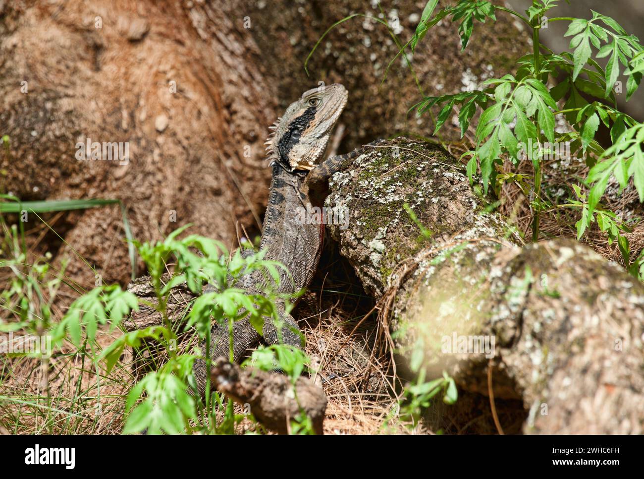 Eastern water dragon lizard Stock Photo