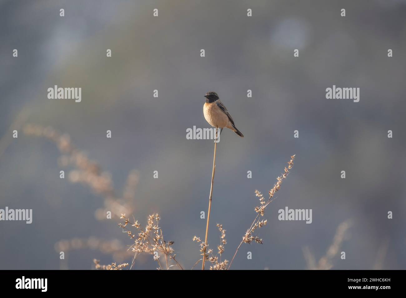 Common Stonechat, female, Saxicola torquatus, male, Madhya Pradesh ...