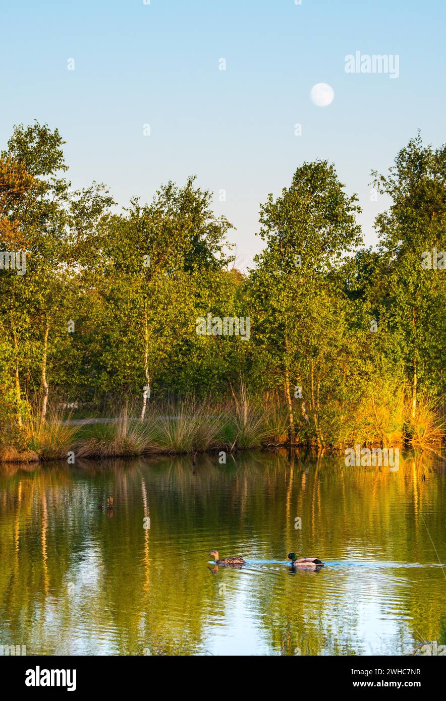 A pair of mallards (Anas platyrhynchos), male and female swimming on a calm pond under a clear blue sky with the full moon shining, warm evening Stock Photo