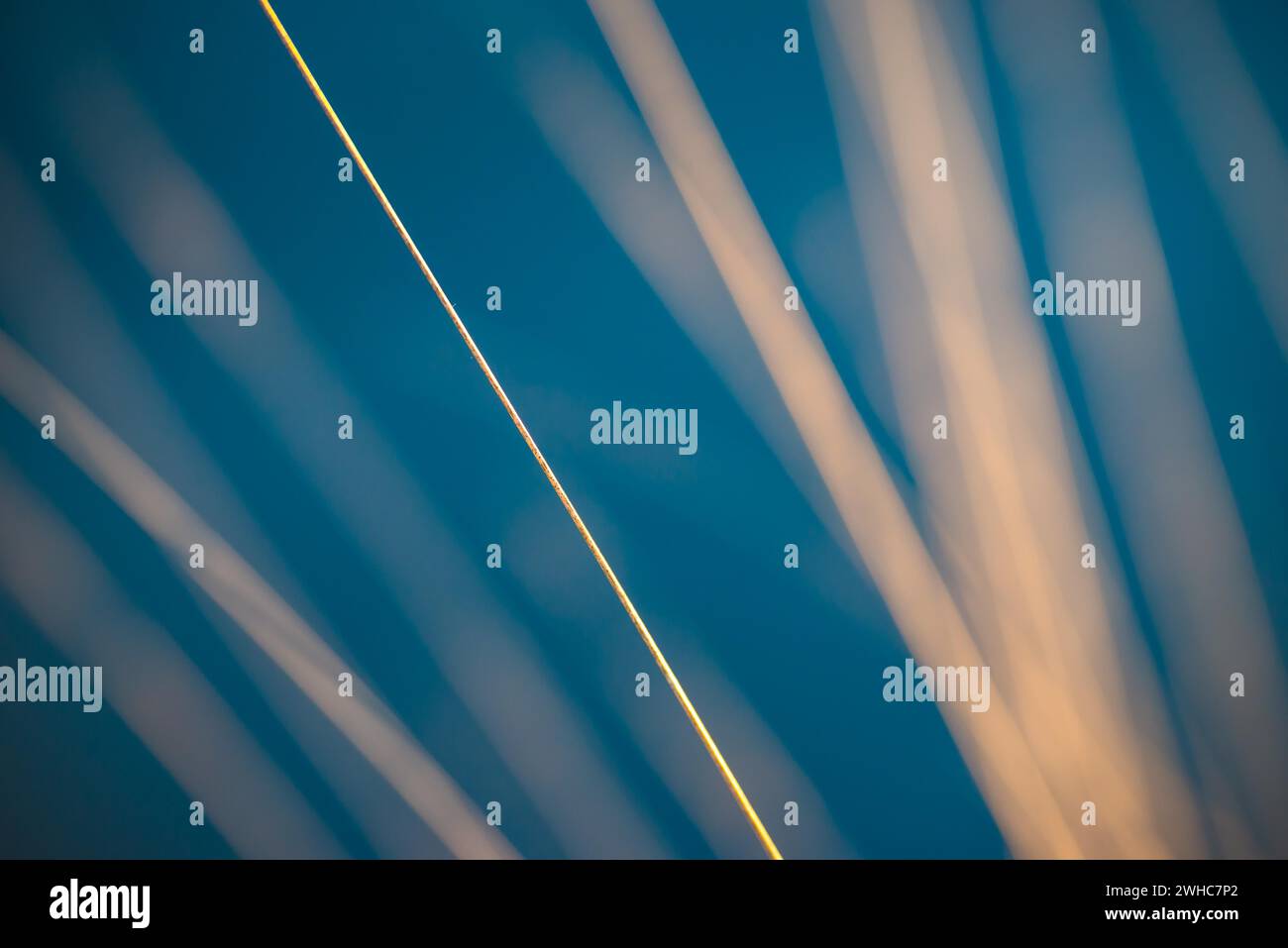 Stalks of moor grass (Molinia) glow in front of dark, blue moor water in the warm light of the evening sun, abstract, artistic depiction, Pietzmoor Stock Photo