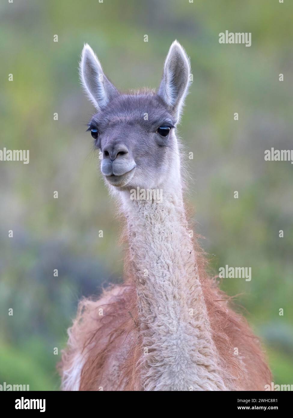 Guanaco (Llama guanicoe), Huanaco, adult, animal portrait, Torres del ...