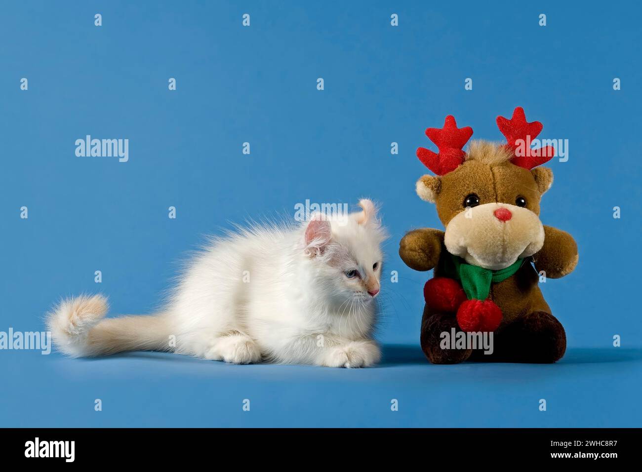 American-Curl kitten, age 17 weeks, colour seal torbie point with white