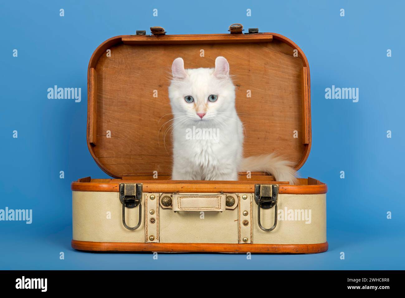 American-Curl kitten, age 17 weeks, colour red point with white, in