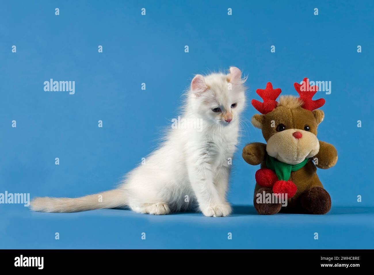 American-Curl kitten, age 17 weeks, colour seal torbie point with white