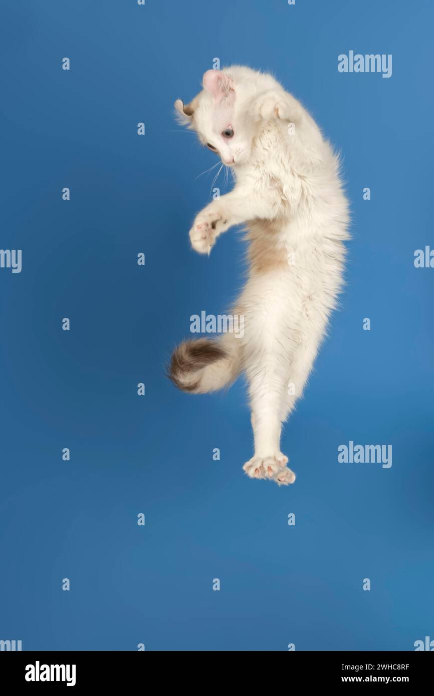 American-Curl kitten, age 17 weeks, colour seal torbie point with white