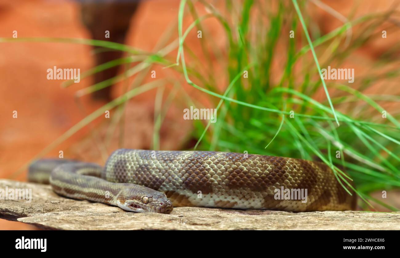 Windora Stimson Python Antarasia hi-res stock photography and images - Alamy