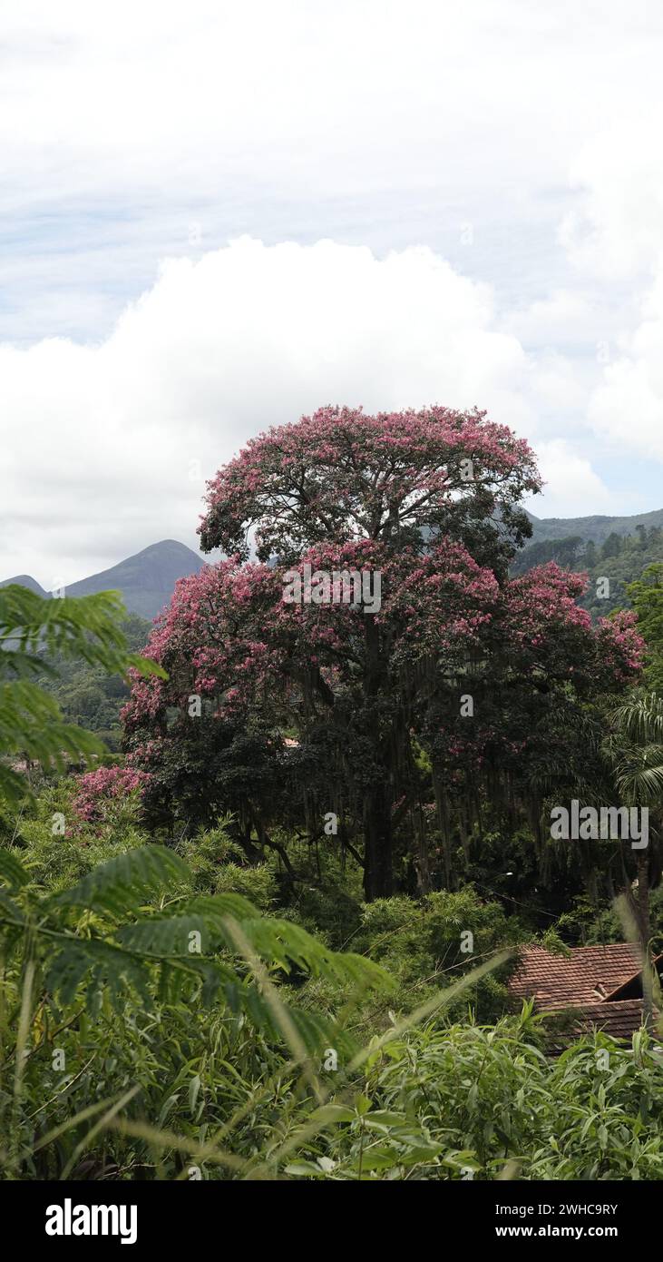 Ceiba speciosa, the floss silk tree (formerly Chorisia speciosa), know ...