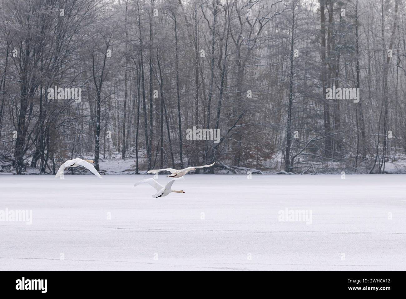 Flying mute swans in winter over the frozen Lindensee, Ruesselsheim am Main, Hesse, Germany Stock Photo