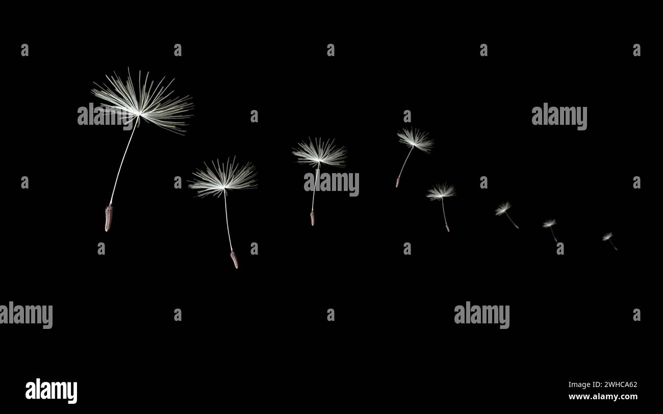 White flying seeds hi-res stock photography and images - Alamy
