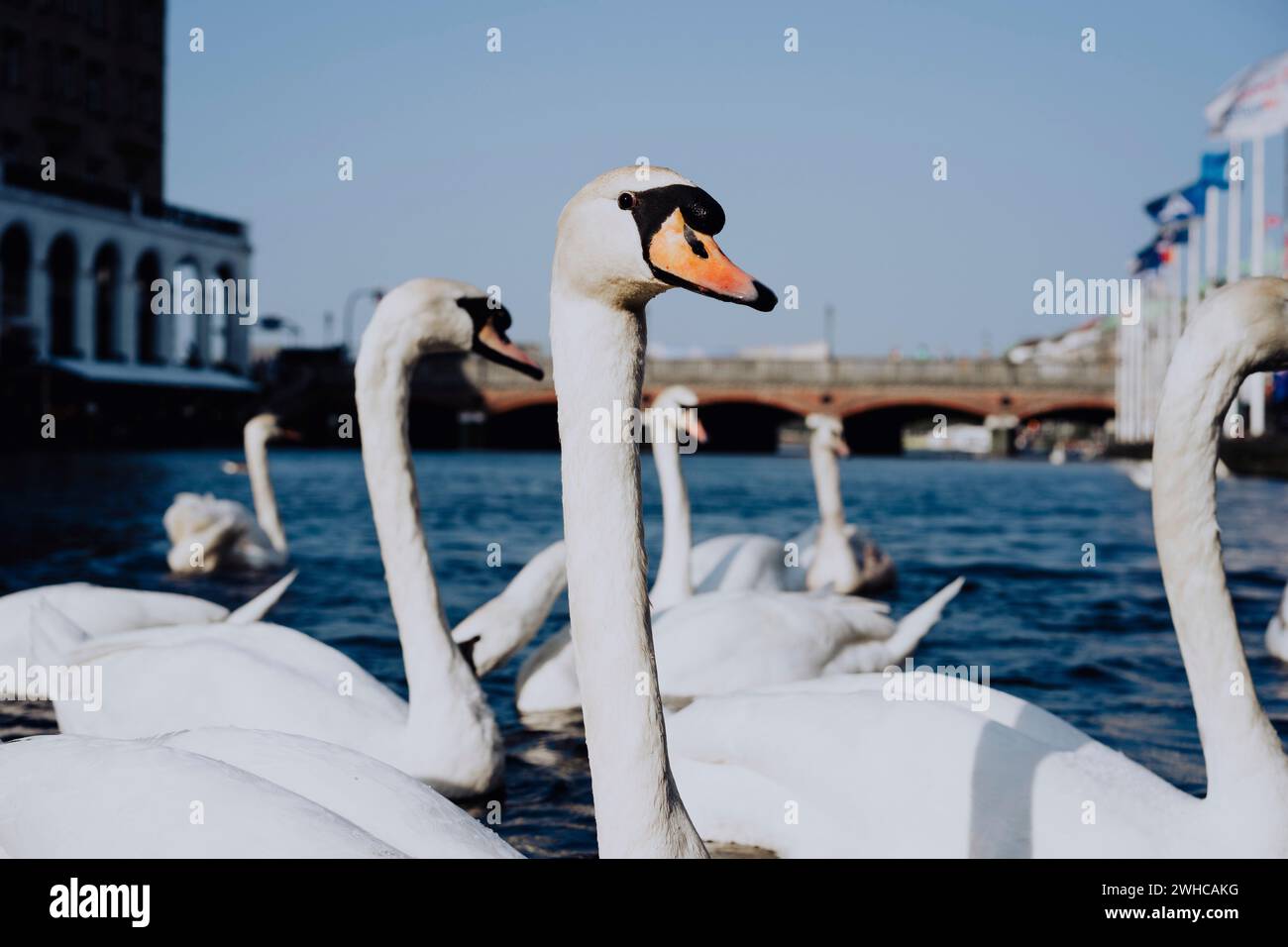 White swans swimming on Alster river canal near city hall in Hamburg. Stock Photo