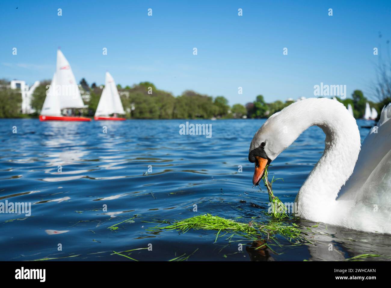 Beautiful cute white grace swan on the Alster lake on a sunny day. White pleasure sail boats passing in background. Hamburg, Germany. Stock Photo