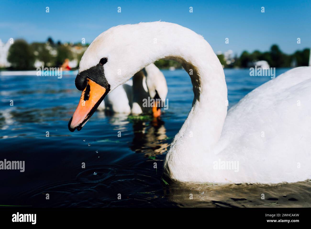 Close up of cute white grace swan head on the Alster lake on a sunny day in Hamburg. Stock Photo