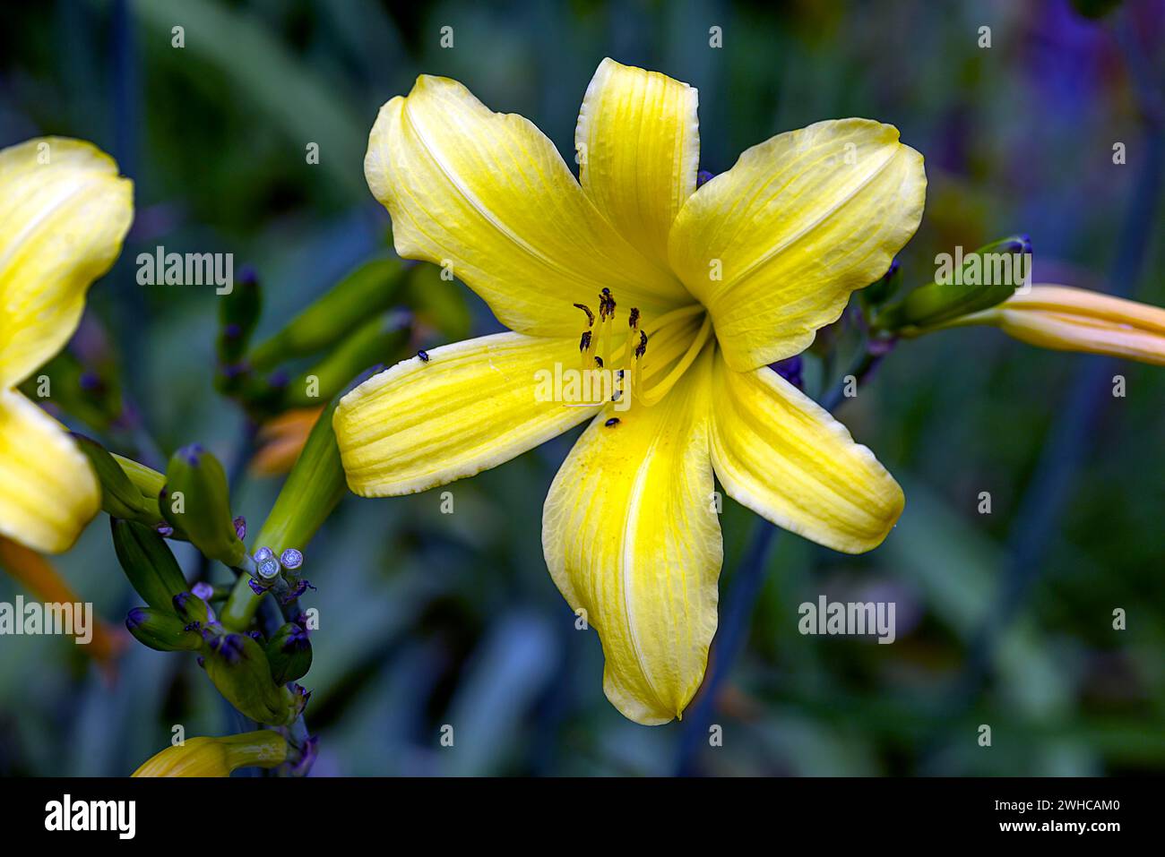Lily blossom, (Lilium), Botanical Garden, Erlangen, Middle Franconia, Bavaria, Germany Stock Photo