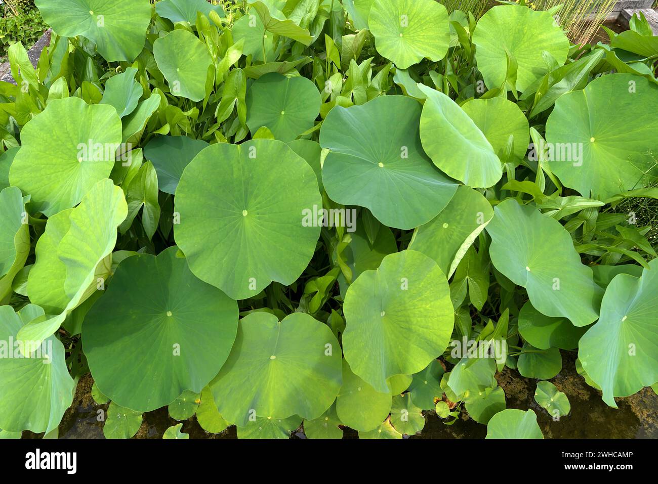 Leaves of the lotus (Nelumbo), Botanical Garden, Erlangen, Middle Franconia, Bavaria, Germany Stock Photo