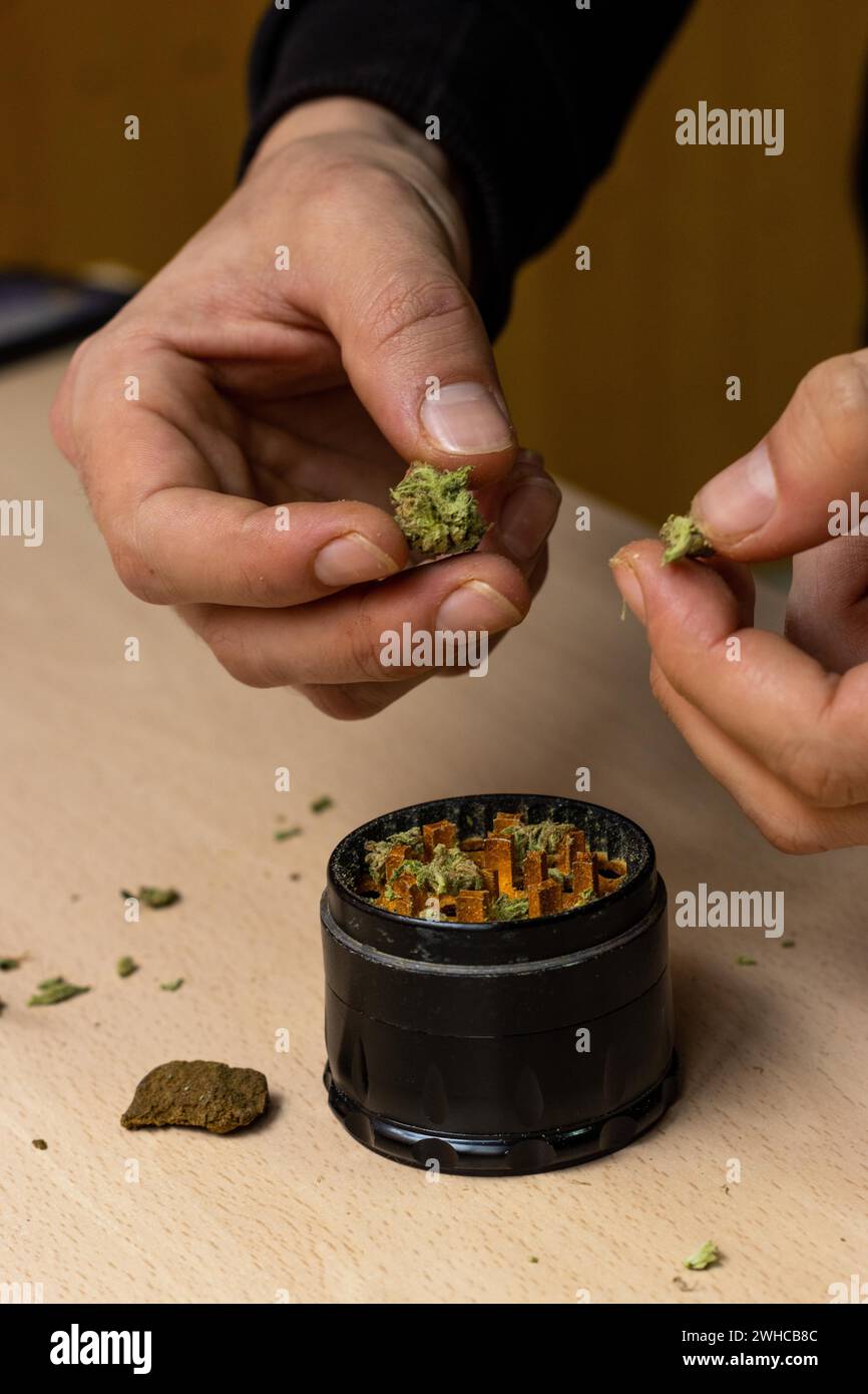 Vertical Close up view of hands of unrecognizable person preparing cannabis buds to be put into the grinder Stock Photo