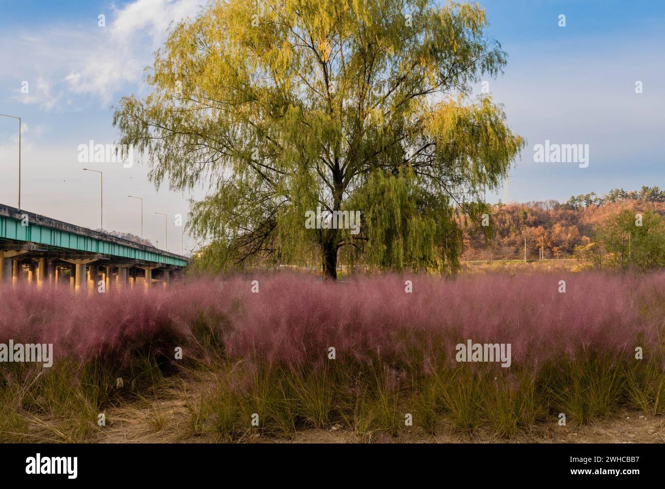 Field of pink muhly grass growing in front of large willow tree with bridge and beautiful blue sky in background in South Korea Stock Photo