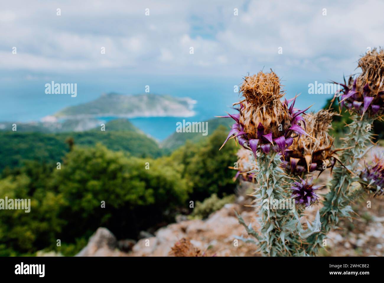 Thistle plant flower on blurred rocky shore line background on Kefalonia island, Greece, Europe. Stock Photo