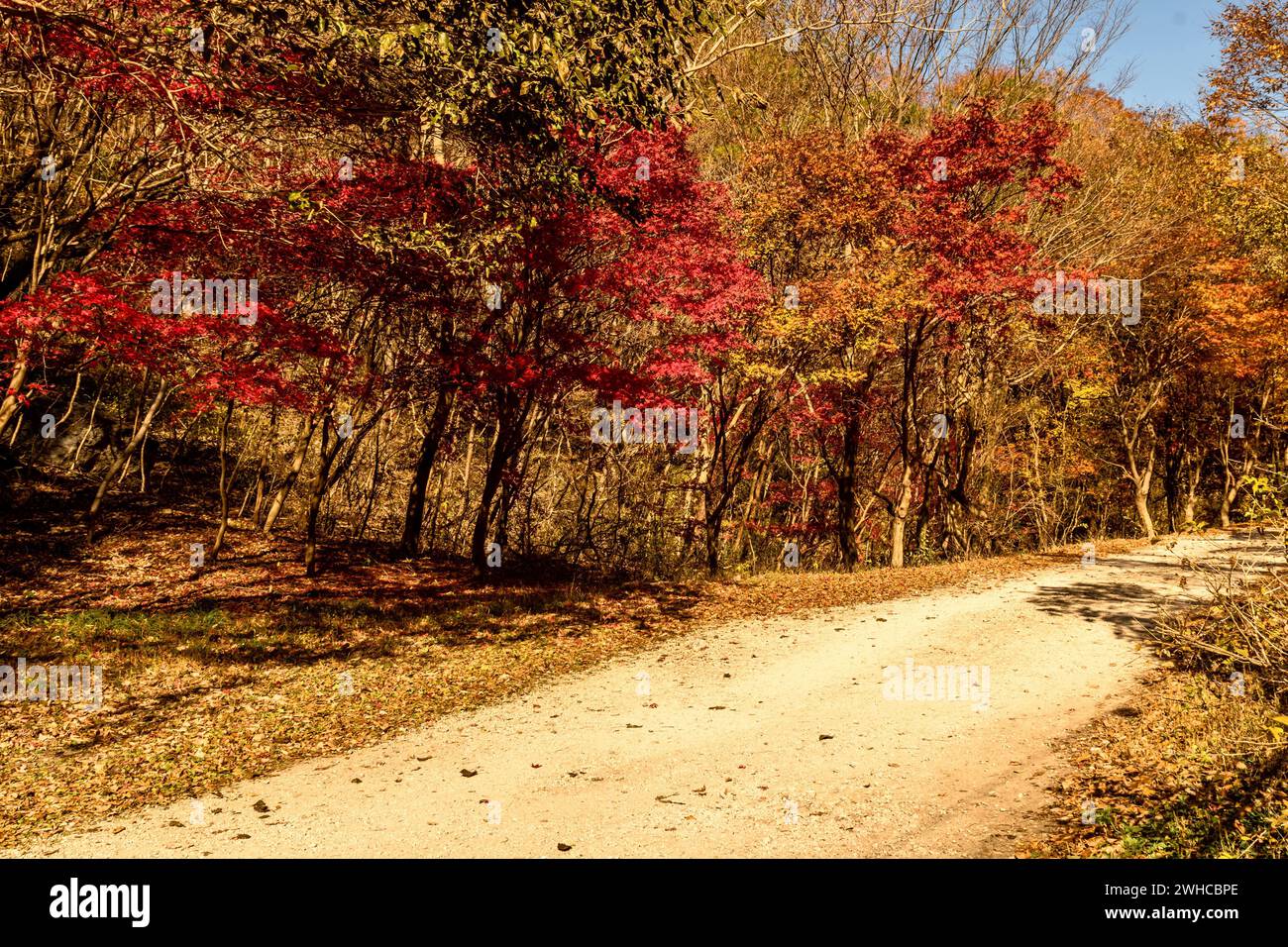 Rural mountain road lined with trees in beautiful autumn colors in ...